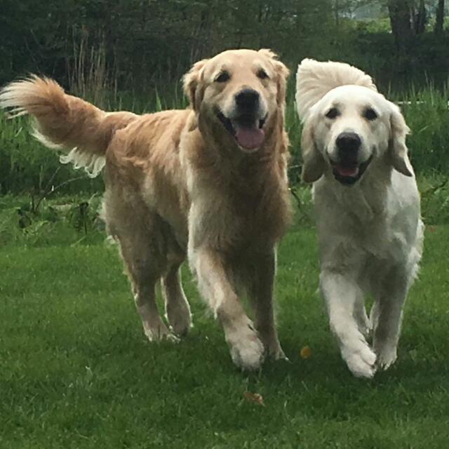 Twee golden retrievers lopen samen door het gras