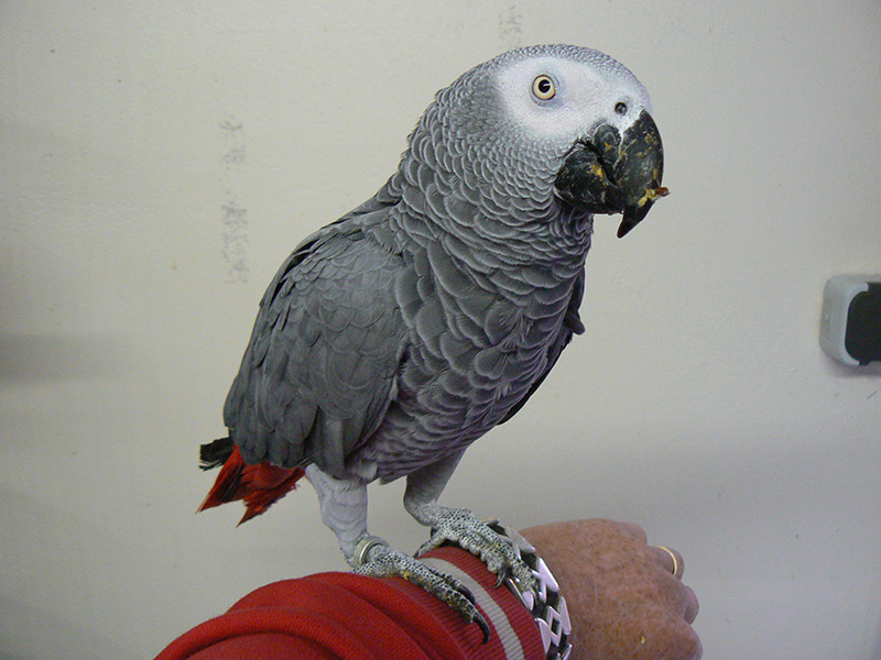 Kleine dieren en vogels