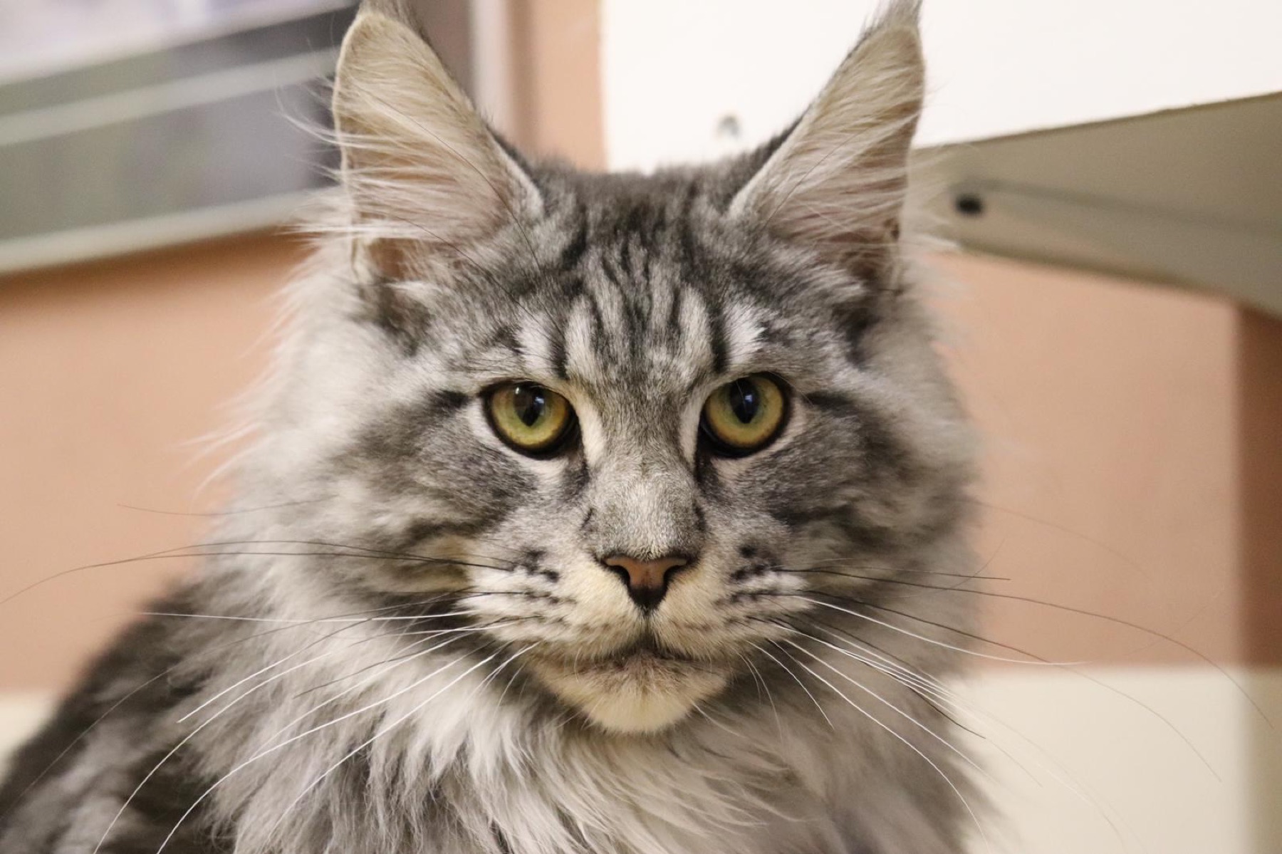 Kattenhotel