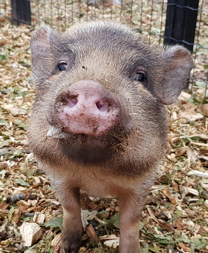 Ruby
